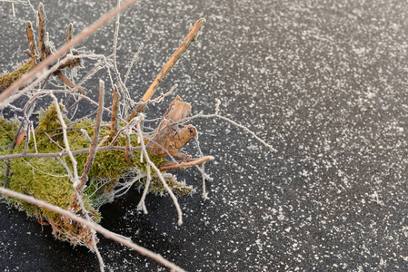 冰霜的苔藓与蜘蛛网关闭在雪冰