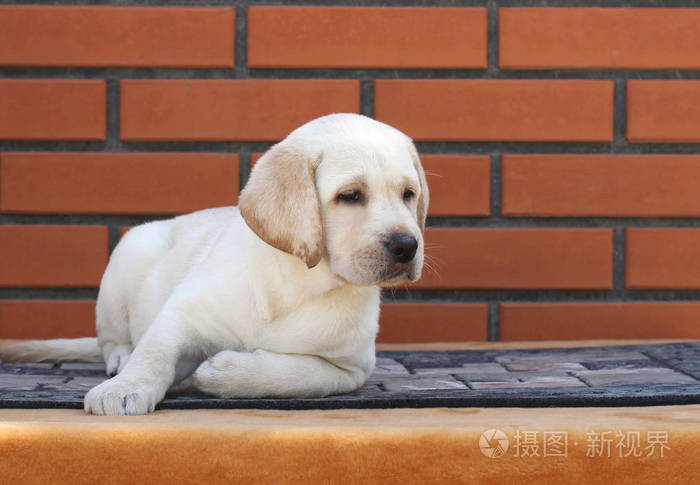 在棕色背景上的小拉布拉多犬