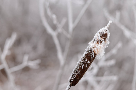 在冰冻树枝的背景下, 结霜的芦苇近距离