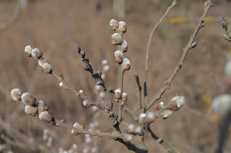 早午餐上的芽