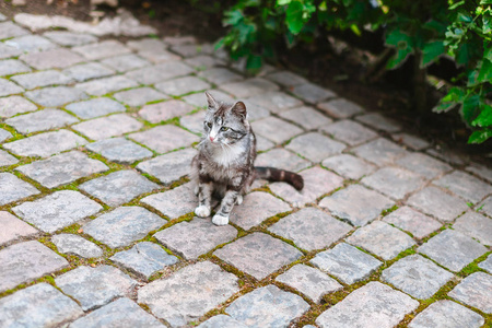 灰色条纹的猫坐在人行道上
