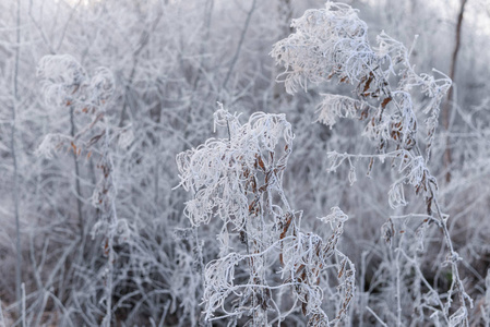 在雪丛的背景上被白霜覆盖的分支