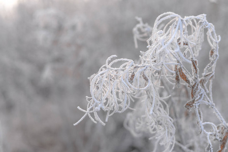 在雪堆背景上, 有树叶覆盖着白霜的树枝