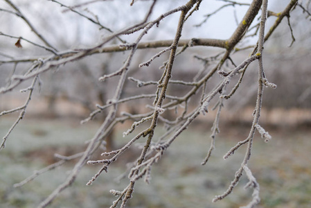 树枝特写镜头覆盖着白霜