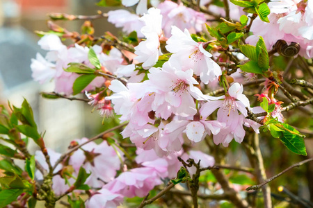 春杏仁花开花背景图片