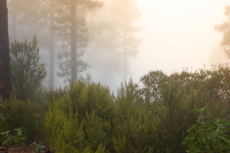 松 canariensis。在西班牙特内里费岛，冬天天气多雾迷雾森林