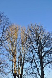 布列塔尼冬天的树