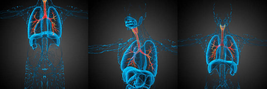 3d 渲染医学插图的支气管