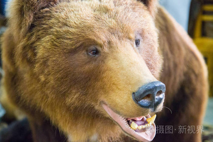 熊头与裸露的牙齿