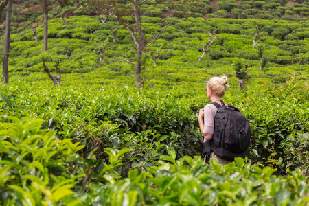 女游客享受美丽的大自然的茶叶种植园，斯里兰卡