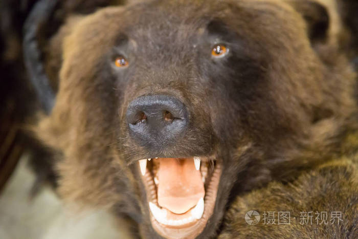露出牙齿的棕熊的头