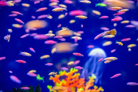 海底世界鱼水族馆图片
