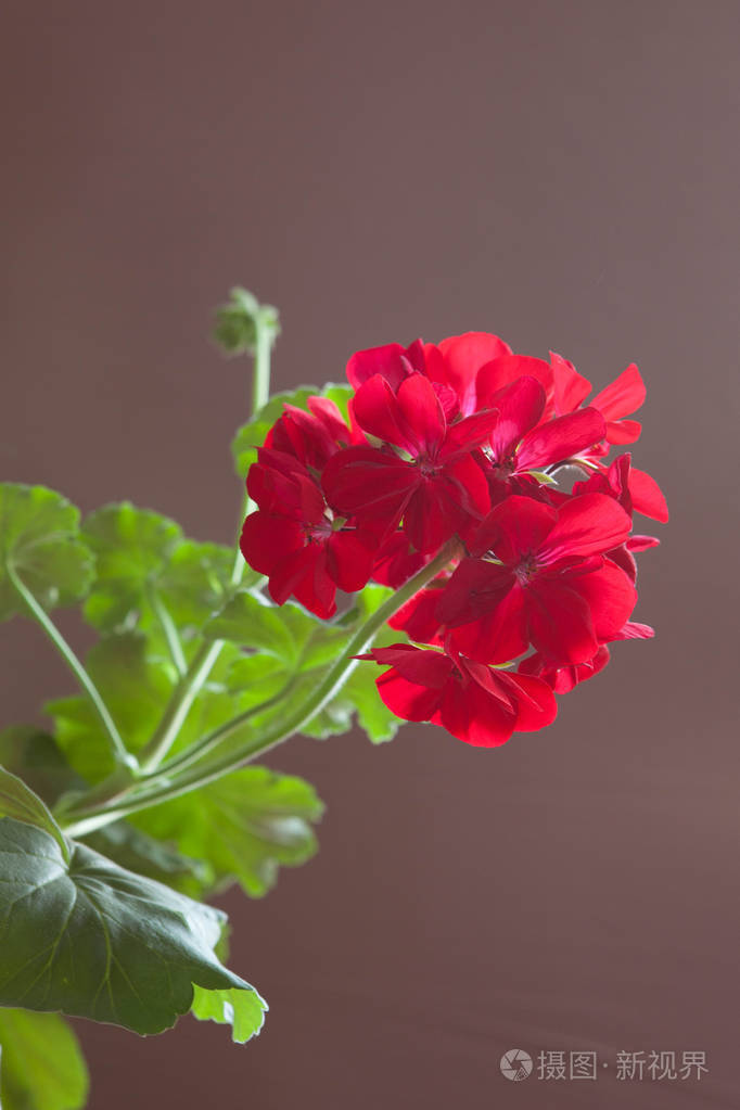 棕色背景上的紫色天葵花