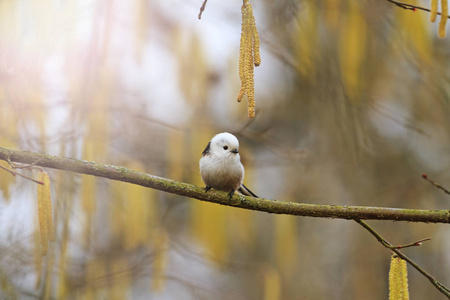 可爱的蓬松的鸟在春天的森林与阳光明媚的热点