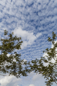 夏天的叶子反对天空背景