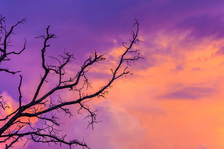 日落后在暮色天空中的剪影的树图片