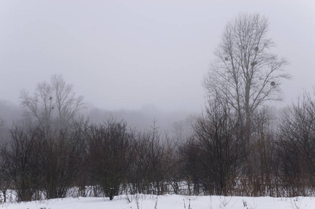 冬天的雾状落叶林