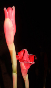 狂野的埃特林格拉。红火炬姜花对抗泰国北部郁郁葱葱的热带植物