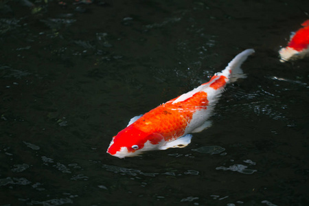 鲤鱼鱼在池塘里游泳