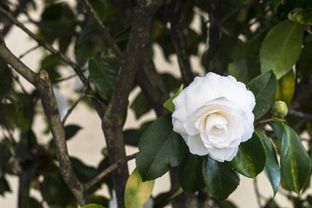 白山茶花树上的白山茶花照片