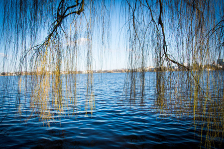树枝上湖里的水