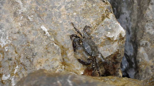 石头里的螃蟹