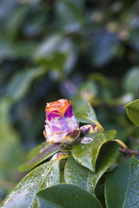 山茶花芽在树上