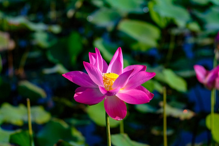 在一个池塘中的粉红色莲花