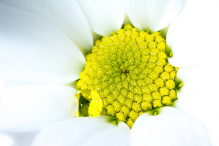 白色菊花与黄色的核心和水滴特写宏观背景纹理。黄色的核心是一朵白色的菊花在阳光下与水滴特写仪宏观。柔和的视野