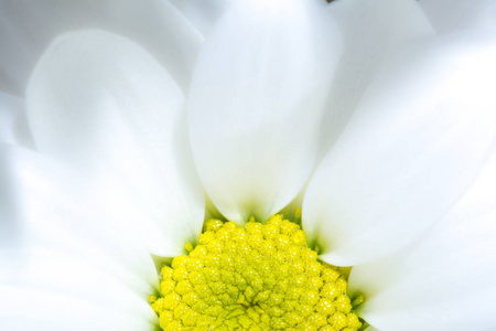 白色菊花与黄色核心特写宏观背景纹理。黄色的核心是一朵白色的菊花在阳光下关闭宏观。柔和的视野