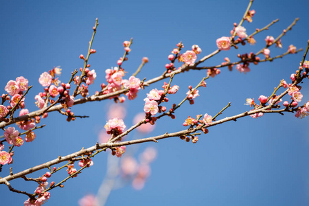 桃花在蔚蓝的天空