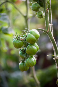 生长在一个分支上的西红柿