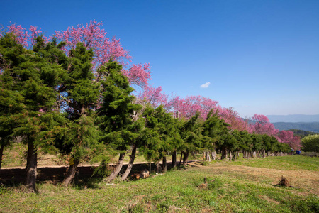 在坤王清迈，泰国樱花通路