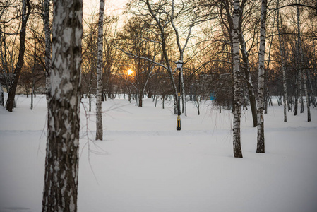 冬天。日落。雪。桦树