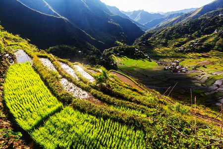 美丽的绿色水稻梯田图片