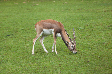 印度黑巴克Antilope Cervicapra