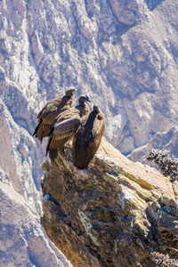 在 colca 峡谷坐，秘鲁，南美洲的三个秃鹰。这是地球上最大飞的鸟秃鹰