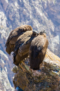 在 colca 峡谷坐，秘鲁，南美洲的三个秃鹰。这是地球上最大飞的鸟秃鹰