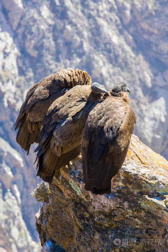 在 colca 峡谷坐，秘鲁，南美洲的三个秃鹰。这是地球上最大飞的鸟秃鹰