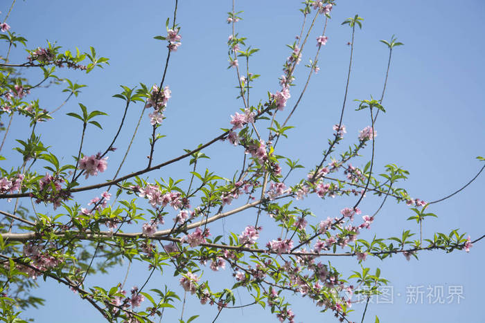 大 3030*2020px无水印下载免费10次/天下载小样发票合同问题/举报叶子