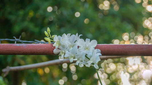 白色的兰花花