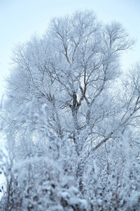 冰上被白雪覆盖的树。冬季, 背景