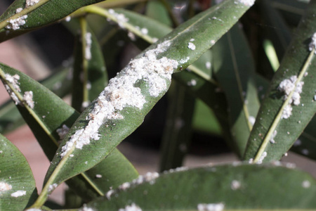 叶虫简笔画图片-叶虫简笔画素材-叶虫简笔画插画-摄图新视界