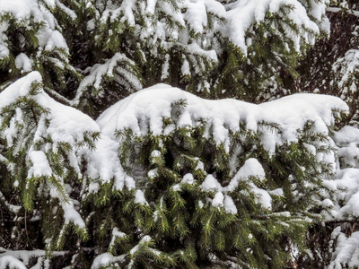 云杉的分支与雪