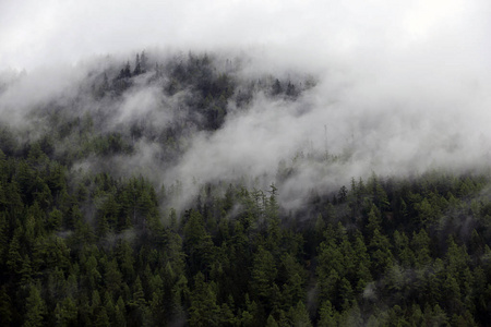 雾云上升从黑暗的高寒山区森林