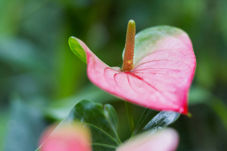 红杉 金银花科。自然背景与明亮的红色花