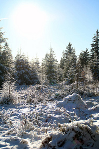 在阳光明媚的冬日里的森林
