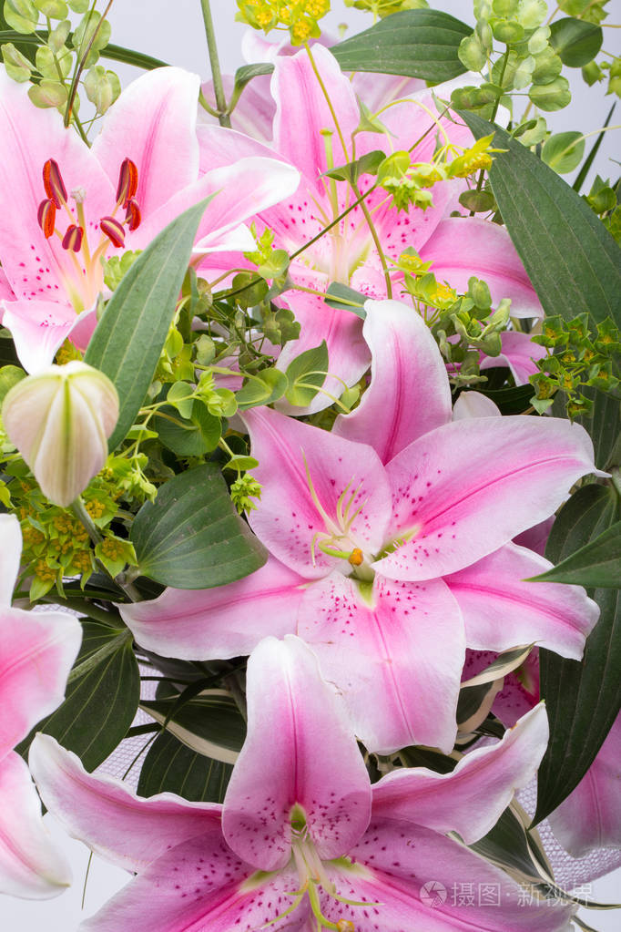 粉色百合花卉的特写