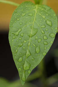 青椒石灰在雨中