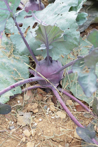 花园中的生有机紫色甜菜根